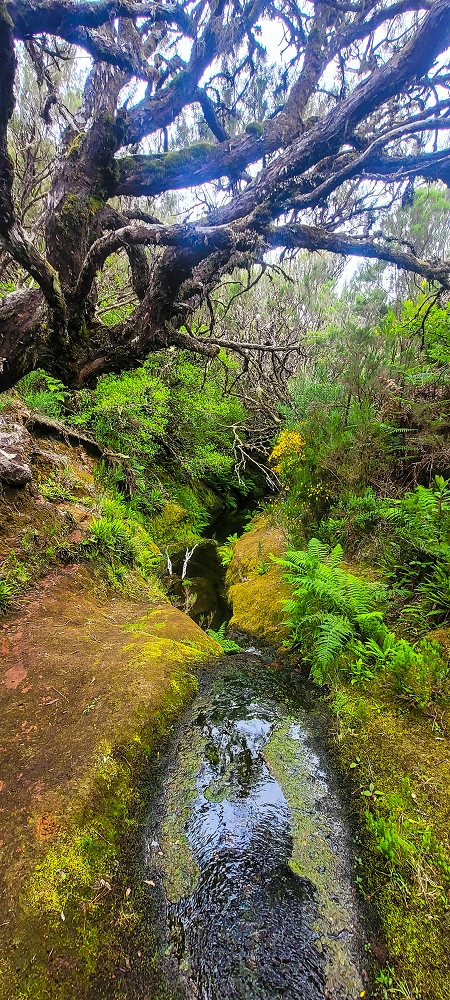 14.06.2024 Traumtour im Rabaçal abseits der Touristenströme — Idyllische Ribeira da Agua Negra — Foto 3
