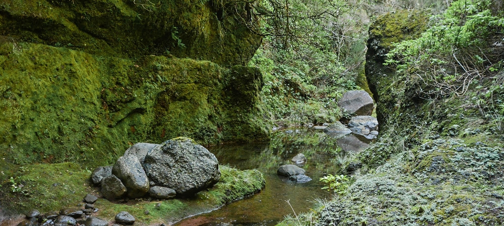 14.06.2024 Traumtour im Rabaçal abseits der Touristenströme — Kreuzung der Levada da Senhora mit der Ribeira Grande: - Im Bachbett der Ribeira flussaufwärts — Foto 7