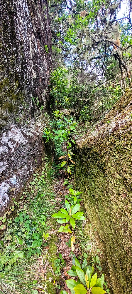 14.06.2024 Traumtour im Rabaçal abseits der Touristenströme — Auf der Levada da Senhora bis zur Kreuzung mit dem PR — Foto 1
