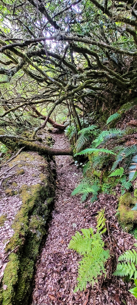 14.06.2024 Traumtour im Rabaçal abseits der Touristenströme — Auf der Levada da Senhora bis zur Kreuzung mit dem PR — Foto 2