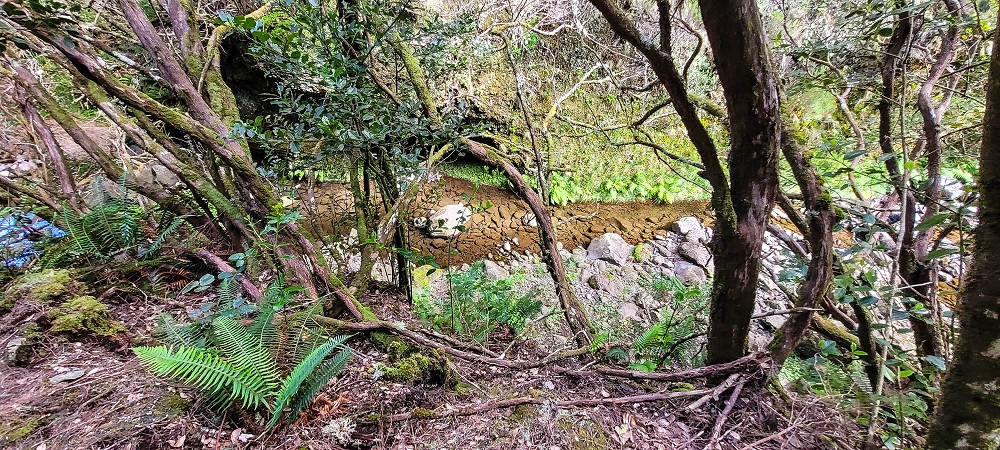 14.06.2024 Traumtour im Rabaçal abseits der Touristenströme — Auf der Levada da Senhora bis zur Kreuzung mit dem PR — Foto 3