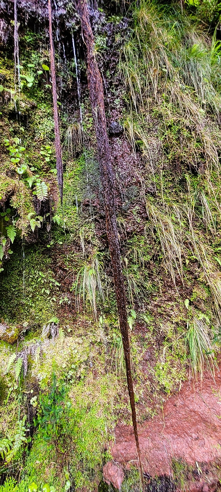 14.06.2024 Traumtour im Rabaçal abseits der Touristenströme — Auf der Levada da Senhora bis zur Kreuzung mit dem PR — Foto 5