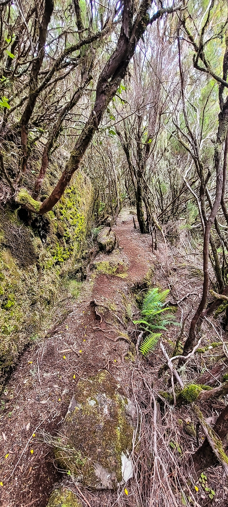 14.06.2024 Traumtour im Rabaçal abseits der Touristenströme — Auf der Levada da Senhora bis zur Kreuzung mit dem PR — Foto 6