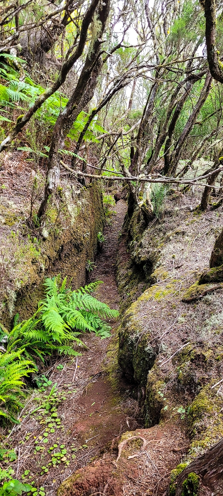 14.06.2024 Traumtour im Rabaçal abseits der Touristenströme — Auf der Levada da Senhora bis zur Kreuzung mit dem PR — Foto 7