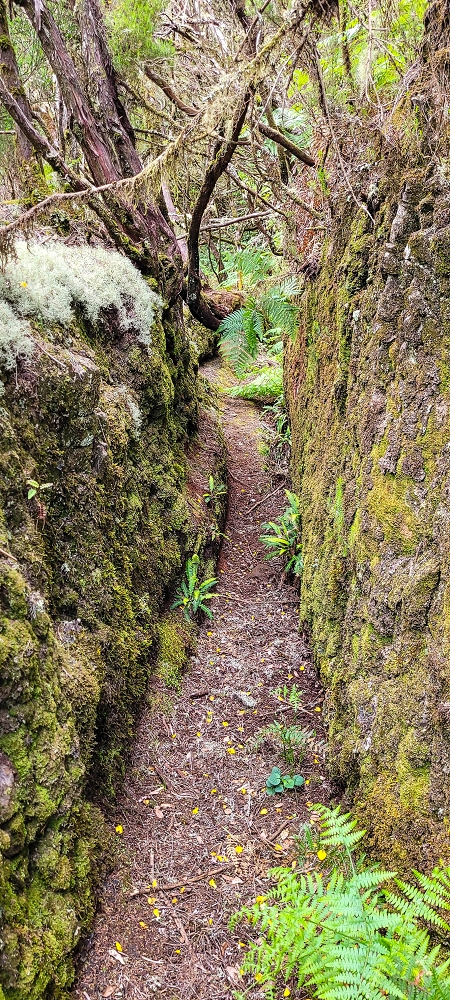 14.06.2024 Traumtour im Rabaçal abseits der Touristenströme — Auf der Levada da Senhora bis zur Kreuzung mit dem PR — Foto 8