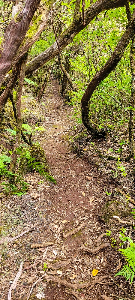 14.06.2024 Traumtour im Rabaçal abseits der Touristenströme — Auf der Levada da Senhora bis zur Kreuzung mit dem PR — Foto 9