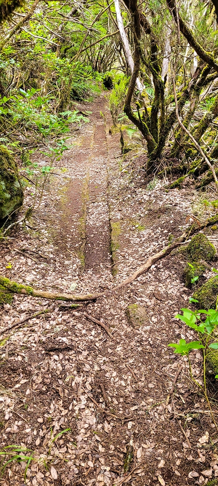 14.06.2024 Traumtour im Rabaçal abseits der Touristenströme — Auf der Levada da Senhora bis zur Kreuzung mit dem PR — Foto 10