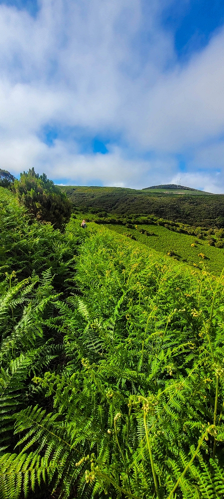 14.06.2024 Traumtour im Rabaçal abseits der Touristenströme — Über den Pico Fernandes zur Senhora und Abstieg zur Ribeira Grande — Foto 6