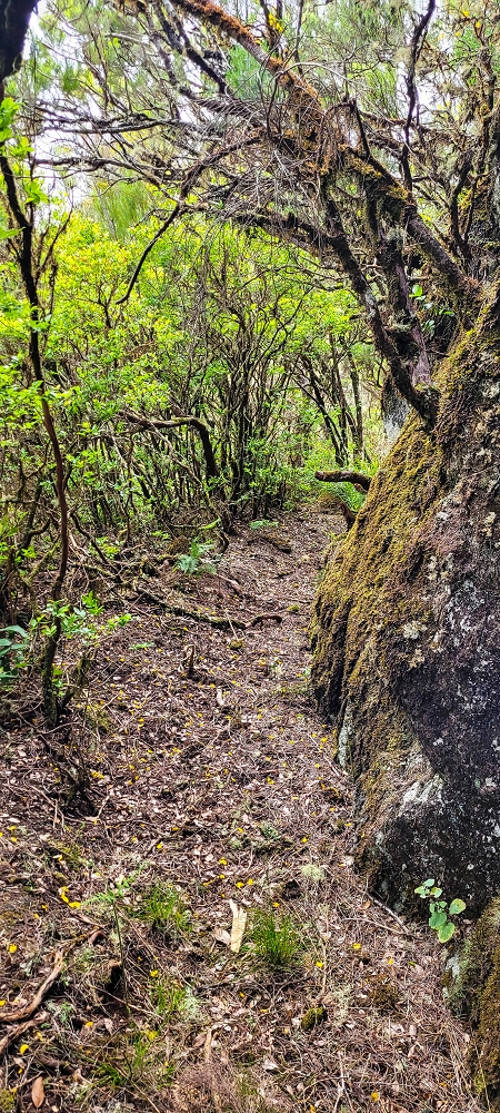Levada da Senhora (Estreito da Calheta) — Abschnitt 5 erster Teil — Foto 2