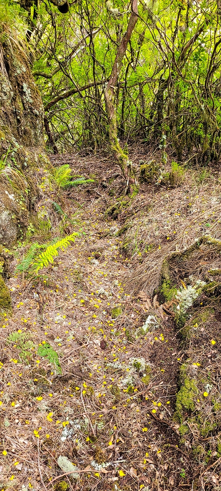 Levada da Senhora (Estreito da Calheta) — Abschnitt 5 erster Teil — Foto 3
