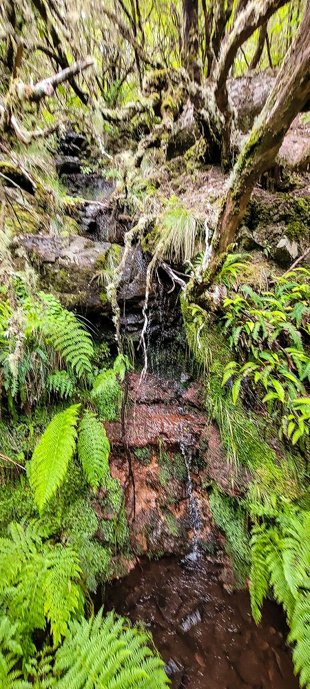 Levada da Senhora (Estreito da Calheta) — Abschnitt 5 erster Teil — Foto 4