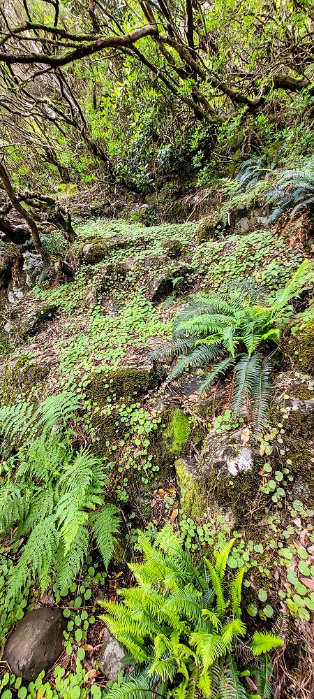 Levada da Senhora (Estreito da Calheta) — Abschnitt 5 erster Teil — Foto 5