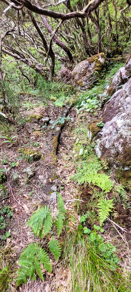 Levada da Senhora (Estreito da Calheta) — Abschnitt 5 erster Teil — Foto 6