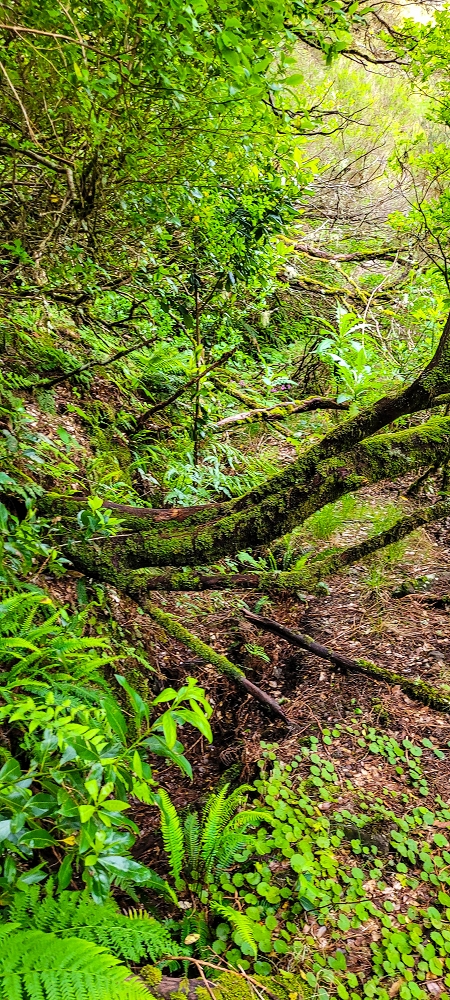 Levada da Senhora (Estreito da Calheta) — Abschnitt 5 erster Teil — Foto 7