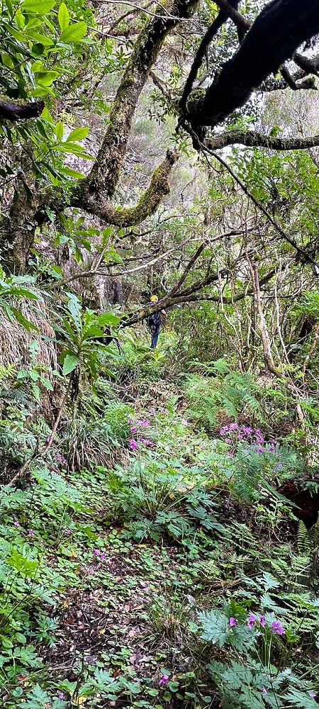 Levada da Senhora (Estreito da Calheta) — Abschnitt 5 erster Teil — Foto 8