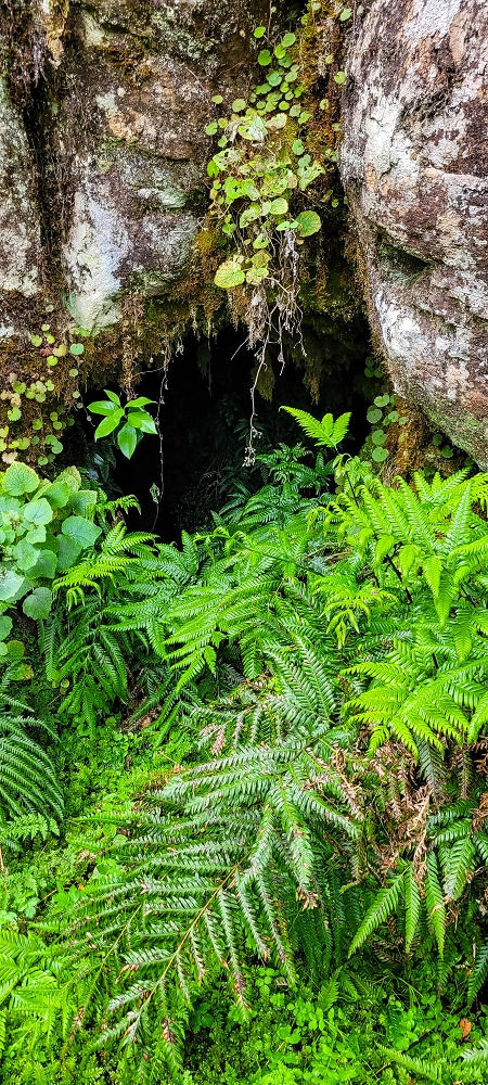 Levada da Senhora (Estreito da Calheta) — Abschnitt 5 erster Teil — Foto 9