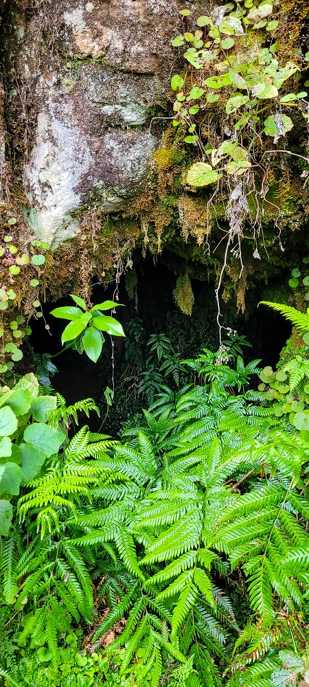 Levada da Senhora (Estreito da Calheta) — Abschnitt 5 erster Teil — Foto 11