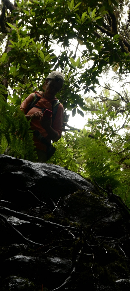 Levada da Senhora (Estreito da Calheta) — Abschnitt 5 erster Teil — Foto 13