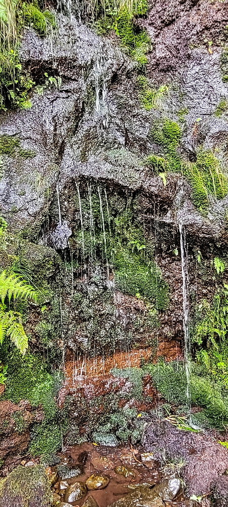 Levada da Senhora (Estreito da Calheta) — Abschnitt 5 erster Teil — Foto 16