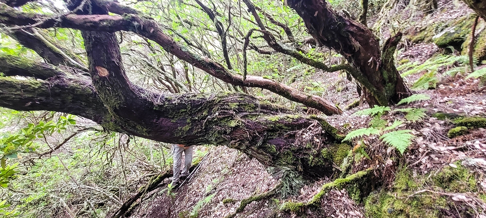 14.06.2024 Traumtour im Rabaçal abseits der Touristenströme — Durch die Risco-Felswand zum Poço Redondo — Foto 8