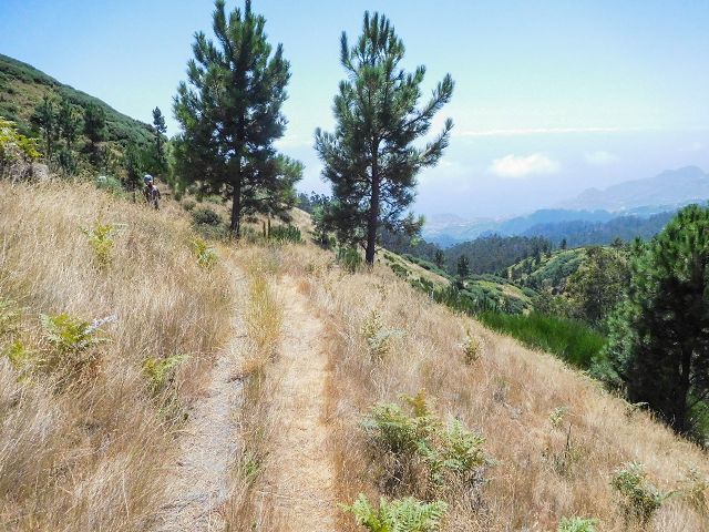 14 August 2017 Levada do Pico do Curral and da Serra de Santo António — On through gorse and through the wood to Barreira — photo 3