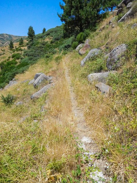 14 August 2017 Levada do Pico do Curral and da Serra de Santo António — On through gorse and through the wood to Barreira — photo 5