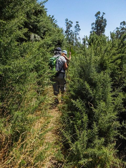 Levada da Negra (e Curral Martinho) — Weiter Richtung Barreira — Foto 7
