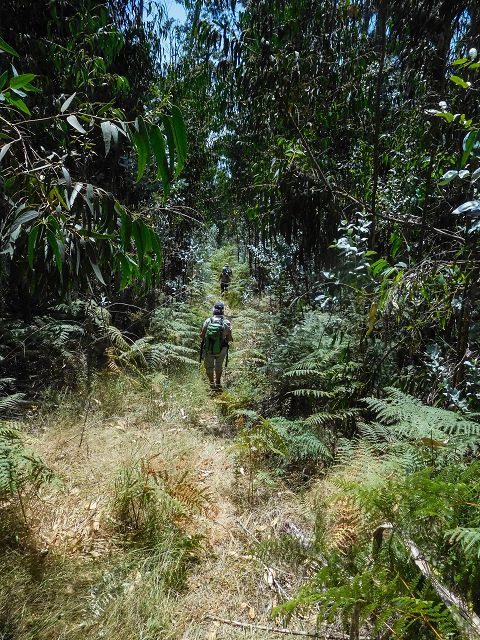 14 August 2017 Levada do Pico do Curral and da Serra de Santo António — On through gorse and through the wood to Barreira — photo 7