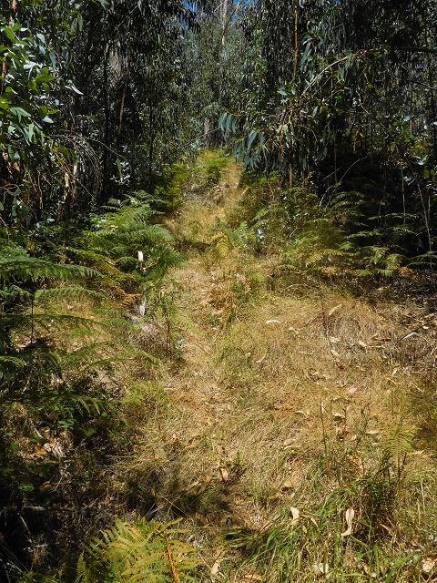 Levada da Negra (e Curral Martinho) — Weiter Richtung Barreira — Foto 8