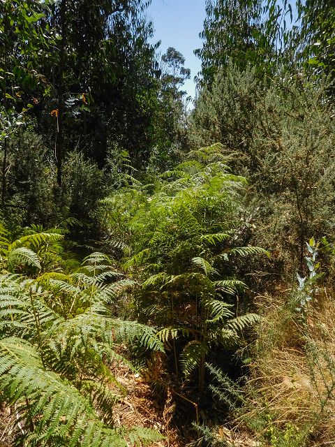 14 August 2017 Levada do Pico do Curral and da Serra de Santo António — On through gorse and through the wood to Barreira — photo 9