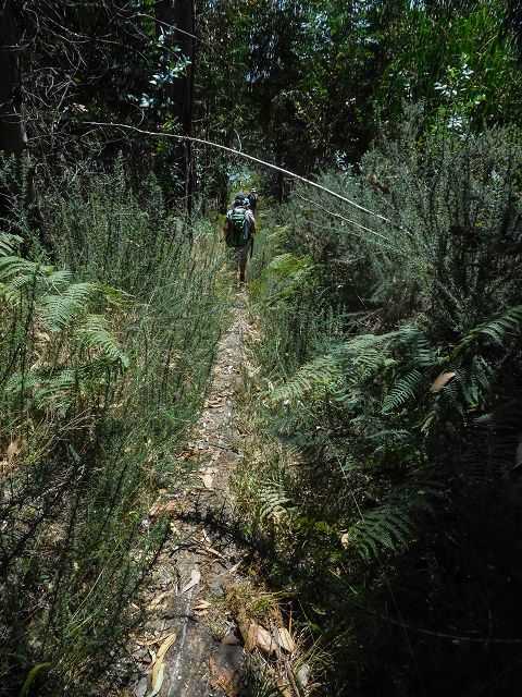 14 August 2017 Levada do Pico do Curral and da Serra de Santo António — On through gorse and through the wood to Barreira — photo 10