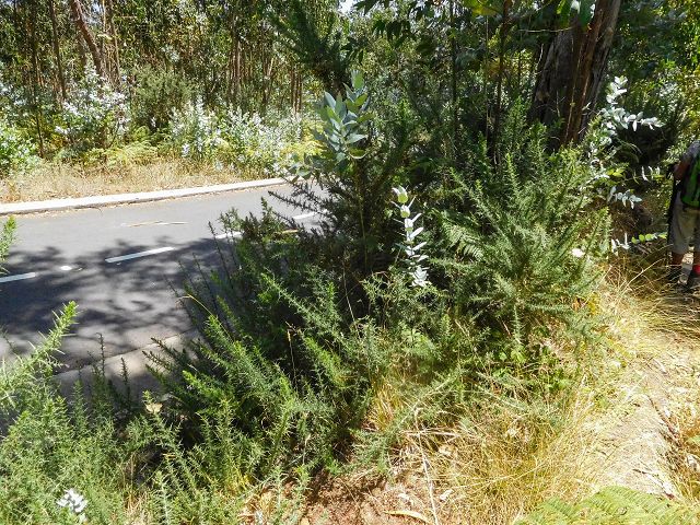 14 August 2017 Levada do Pico do Curral and da Serra de Santo António — On through gorse and through the wood to Barreira — photo 11