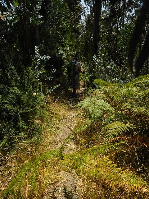 14 August 2017 Levada do Pico do Curral and da Serra de Santo António — On through gorse and through the wood to Barreira — photo 12