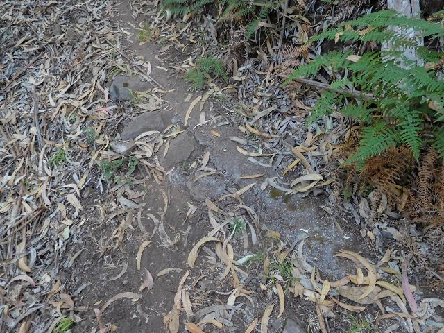 Levada do Pico do Cardo — Verrohrter Abschnitt nach dem Zusammenfluss (2017) — Foto 2