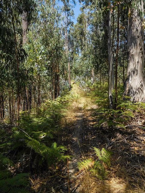 14 August 2017 Levada do Pico do Curral and da Serra de Santo António — On through gorse and through the wood to Barreira — photo 13