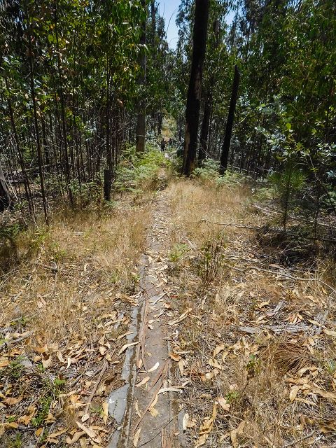 Levada da Negra (e Curral Martinho) — Weiter Richtung Barreira — Foto 10