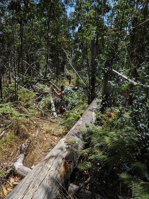 14 August 2017 Levada do Pico do Curral and da Serra de Santo António — On through gorse and through the wood to Barreira — photo 15