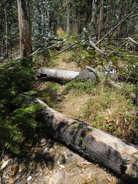 14 August 2017 Levada do Pico do Curral and da Serra de Santo António — On through gorse and through the wood to Barreira — photo 16
