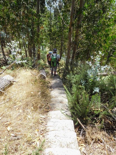14 August 2017 Levada do Pico do Curral and da Serra de Santo António — On through gorse and through the wood to Barreira — photo 17