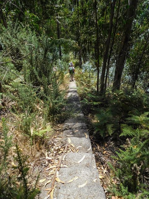 14 August 2017 Levada do Pico do Curral and da Serra de Santo António — On through gorse and through the wood to Barreira — photo 20
