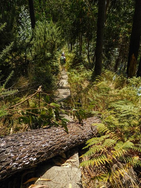 14 August 2017 Levada do Pico do Curral and da Serra de Santo António — On through gorse and through the wood to Barreira — photo 21