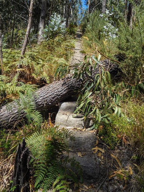 14 August 2017 Levada do Pico do Curral and da Serra de Santo António — On through gorse and through the wood to Barreira — photo 22
