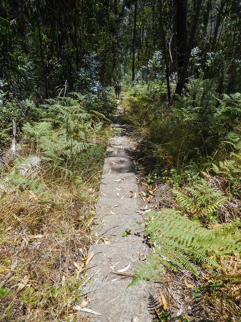 14 August 2017 Levada do Pico do Curral and da Serra de Santo António — On through gorse and through the wood to Barreira — photo 23