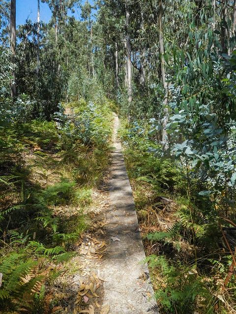 14 August 2017 Levada do Pico do Curral and da Serra de Santo António — On through gorse and through the wood to Barreira — photo 24