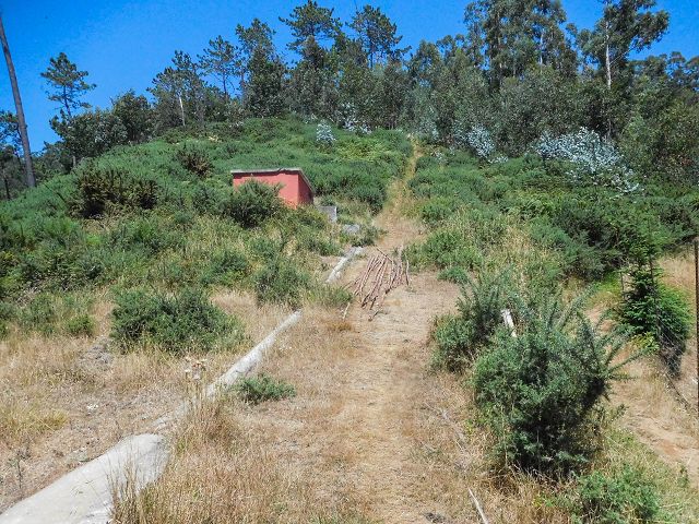 14 August 2017 Levada do Pico do Curral and da Serra de Santo António — On through gorse and through the wood to Barreira — photo 28