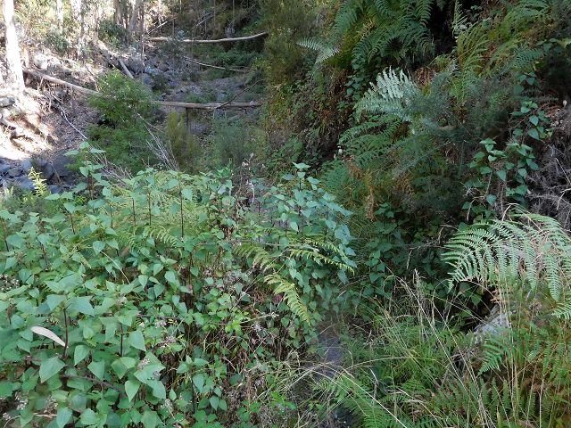 Levada do Pico do Cardo — Bachverbauung (2017) — Foto 4