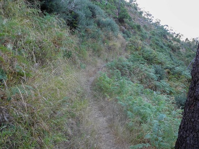 14 August 2017 Levada do Pico do Curral and da Serra de Santo António — From Barreira by a trodden path and the piped levada to the stream-control works — photo 2
