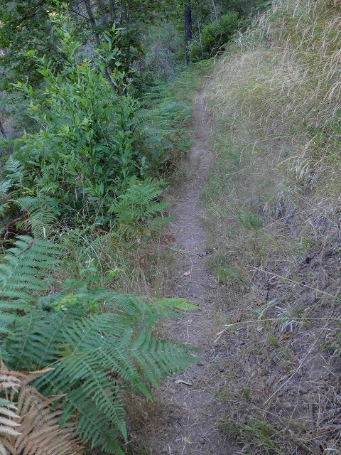 14 August 2017 Levada do Pico do Curral and da Serra de Santo António — From Barreira by a trodden path and the piped levada to the stream-control works — photo 3