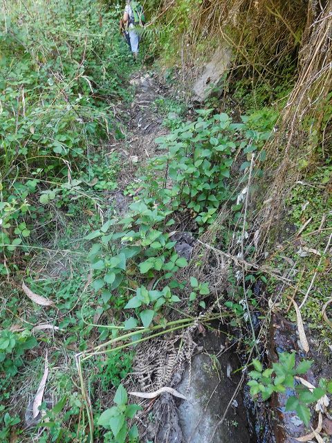 Levada do Pico do Curral — Von der Brücke bis zum Zusammenfluss mit der Levada do Pico do Cardo (2017) — Foto 7