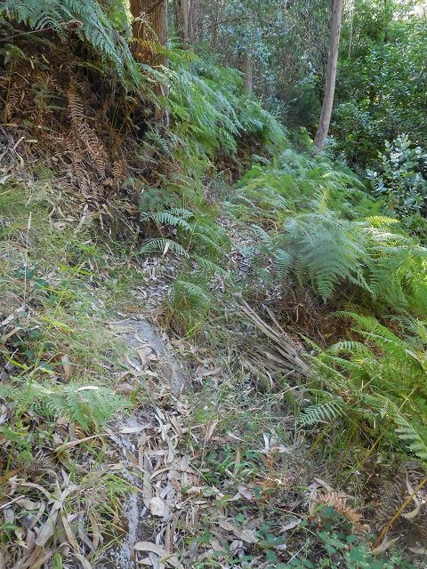 14 August 2017 Levada do Pico do Curral and da Serra de Santo António — On the Levada do Pico do Curral to the bridge — photo 3